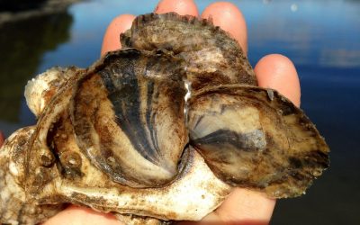 Oysters: Bivalves with Lots to Give