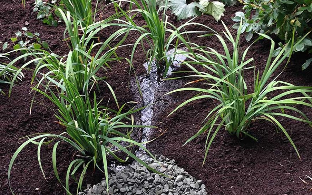 Soak Up the Rain New England Webinar Series: Rain Gardens to the Rescue