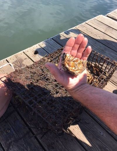 This oyster spat-on-shell, growing like crazy near Adams Point, will be delivered to the restoration site this fall. © The Nature Conservancy