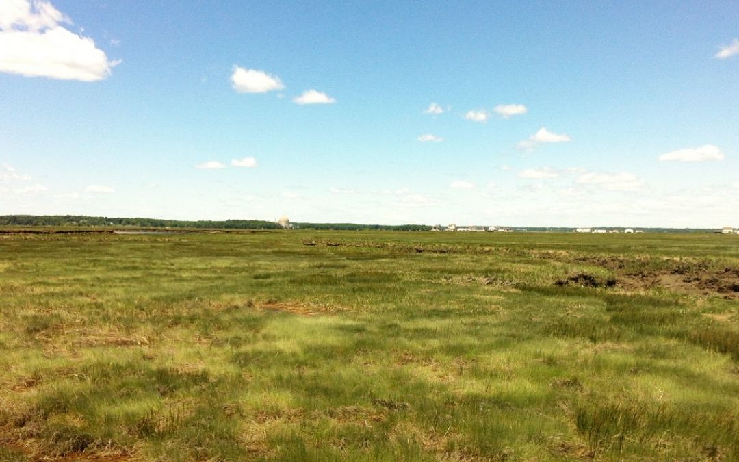 Building Ecological Resilience in Estuaries