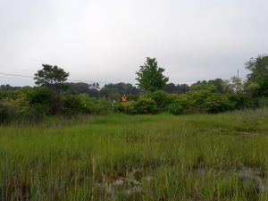 Marsh