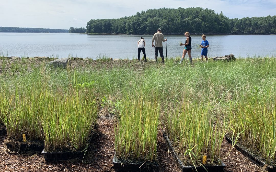 Wagon Hill Farm Living Shoreline Phase III