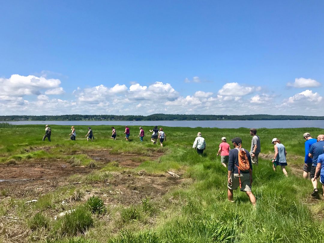 Teachers explore the marsh at GBNERR
