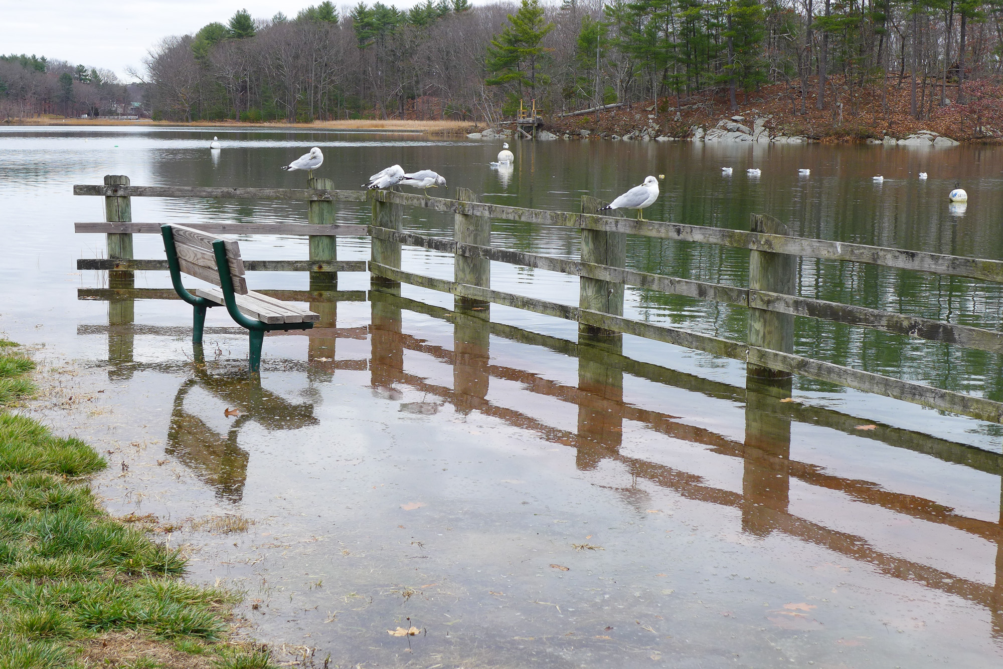 Jackson Landing Seagulls Seek High Ground. Photo credit: Julia Belshaw