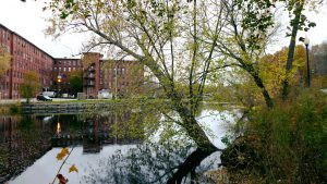 Scenic shot of a tree tilting over the river in Dover