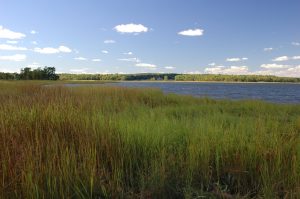 Vegetation on the edge of the Great Bay