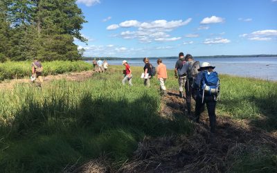 Designing green solutions: Living shoreline ideas for Great Bay sites