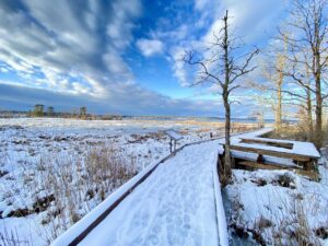 Boardwalk through a marsh, covered in snow. Bare trees, blue skies and clouds surround the path.