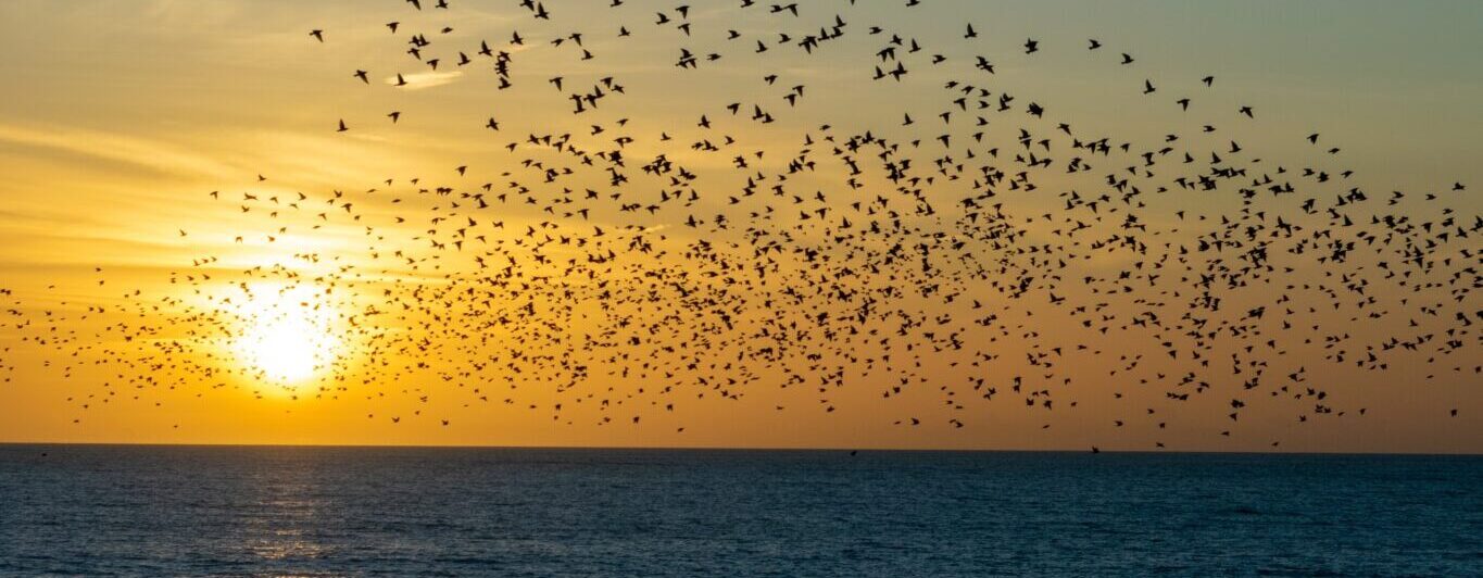 A sunset over the water, a flock of birds fly in front of the sun.