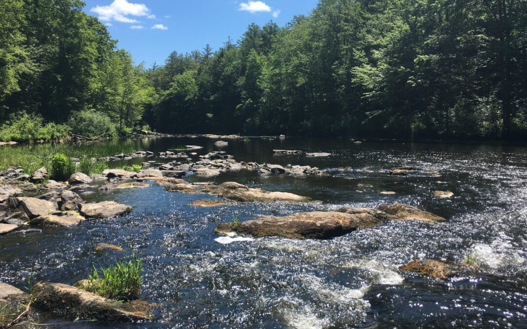 CAW NEWSLETTER: Spring 2025