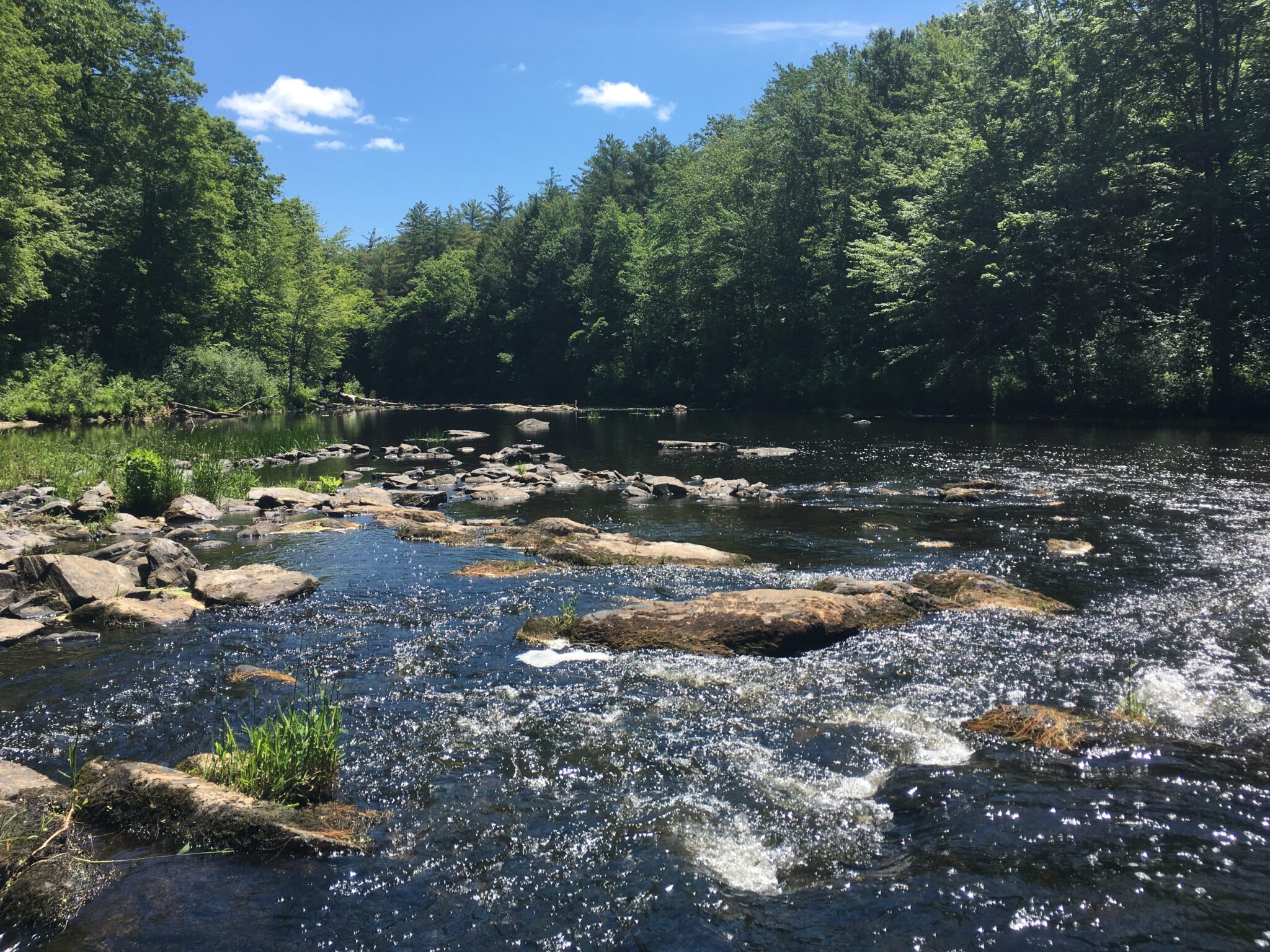 The Cocheco River flow over rocks through the forest.