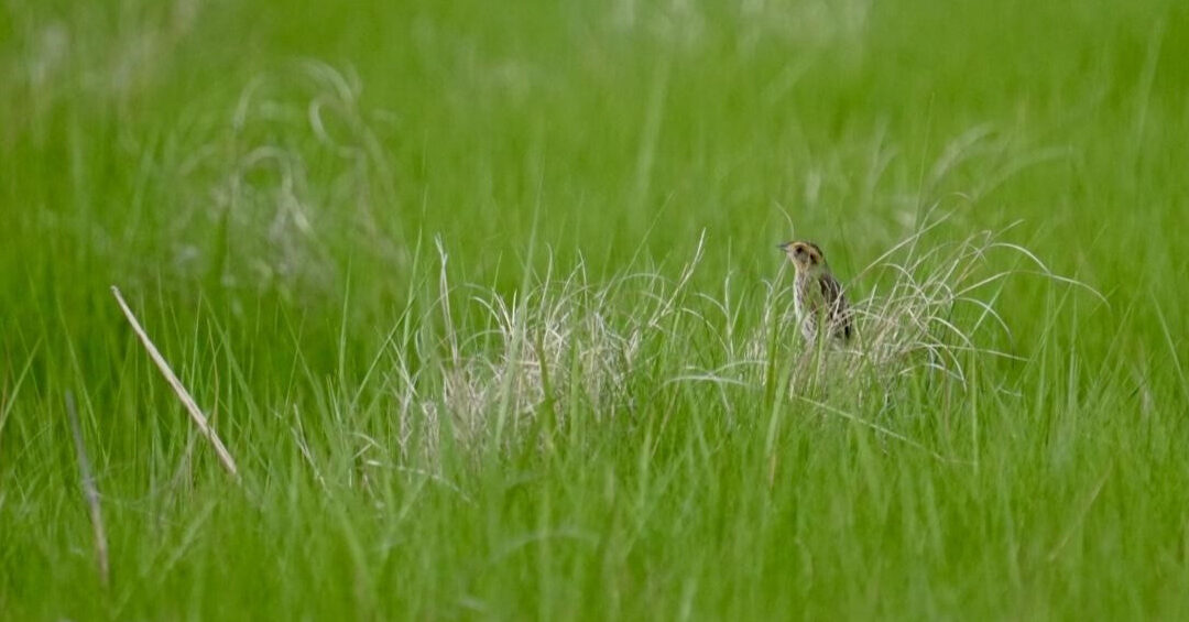 Life on the Edge of the Tide: Stories of the Salt Marsh Sparrow