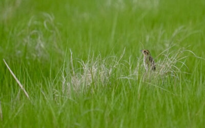 Life on the Edge of the Tide: Stories of the Salt Marsh Sparrow