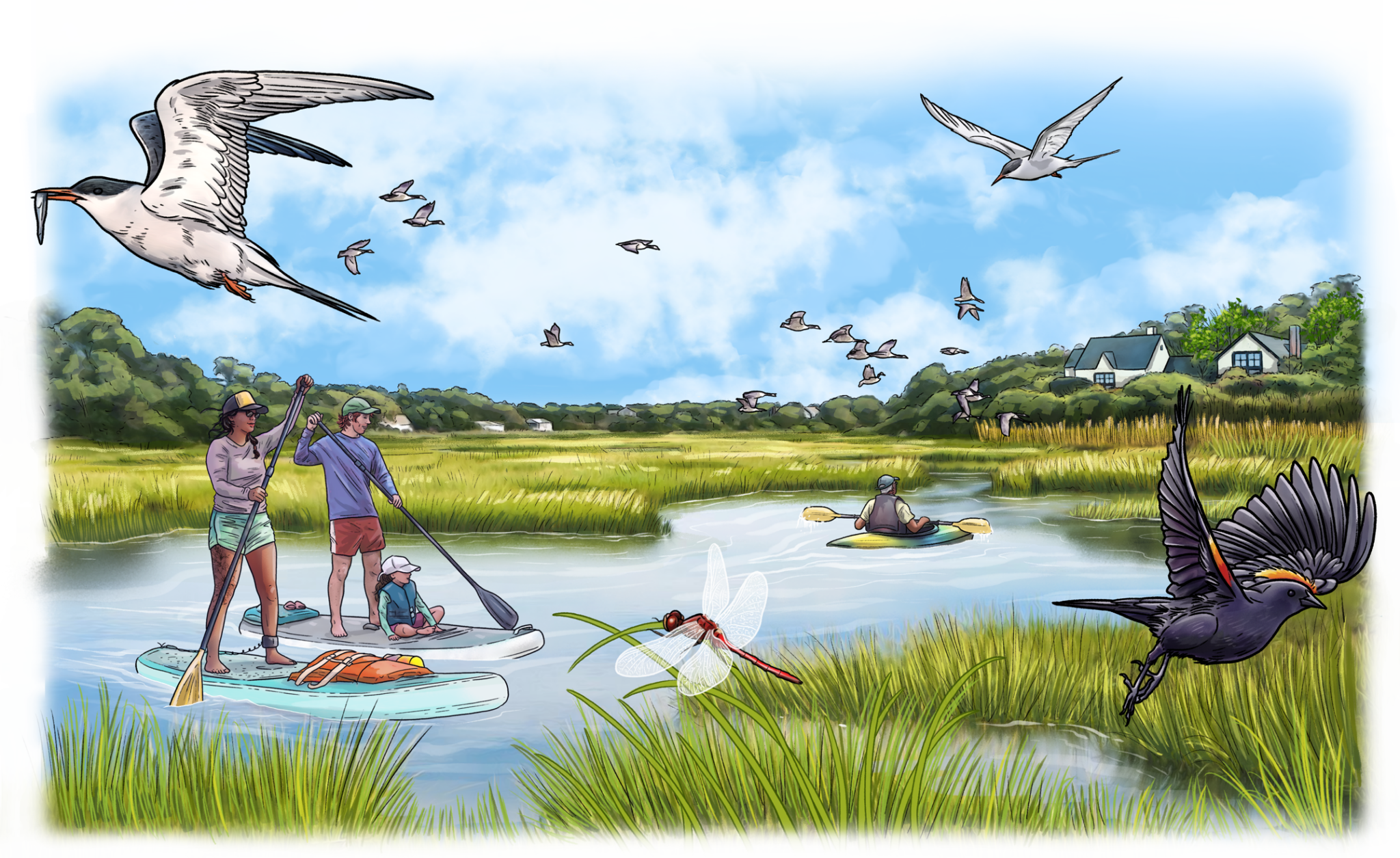 An illustration of a family paddle boarding in a salt marsh with birds flying overhead.