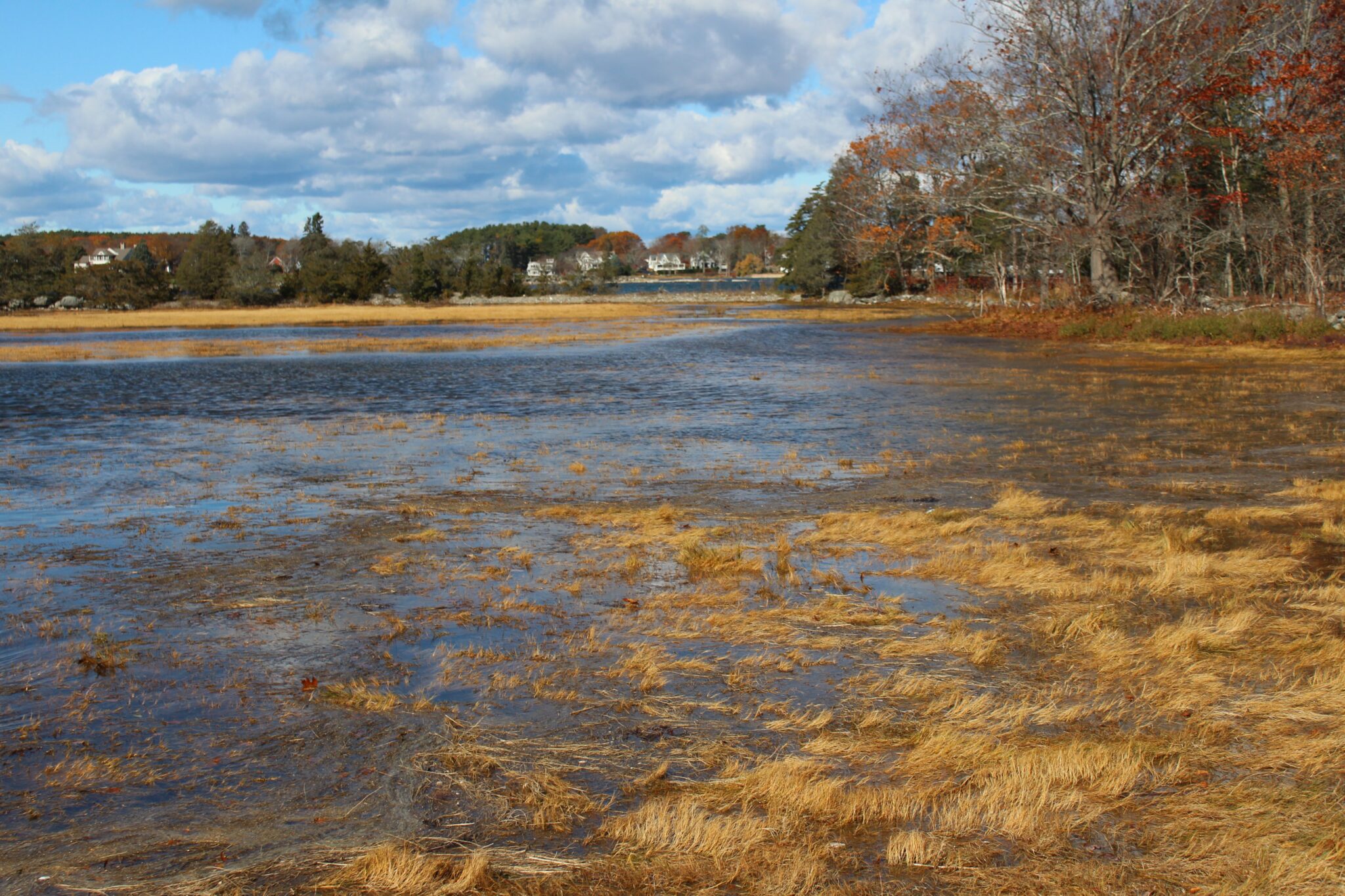A salt marsh floods in the fall